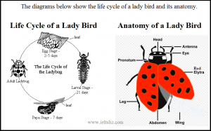 IELTS Lady Bird Diagram