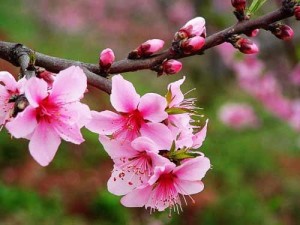 peach_blossom
